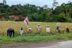 Padang Pariaman Ubah Pola Tani, Agroekologi Jadi Senjata Kedaulatan Pangan