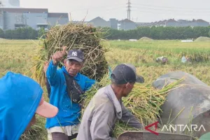 Harga Gabah di Musim Panen Tinggi, Petani Ujungjaya Sumedang Senang