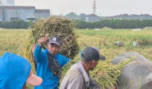 Harga Gabah Tembus Rp7.600 per Kg, Petani Sumedang Panen Untung Berlipat