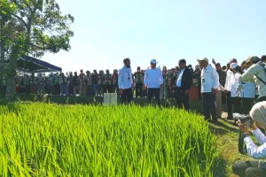 Pertanian Modern Menggeliat, 75 Hektare Jadi Percontohan di Lombok Tengah