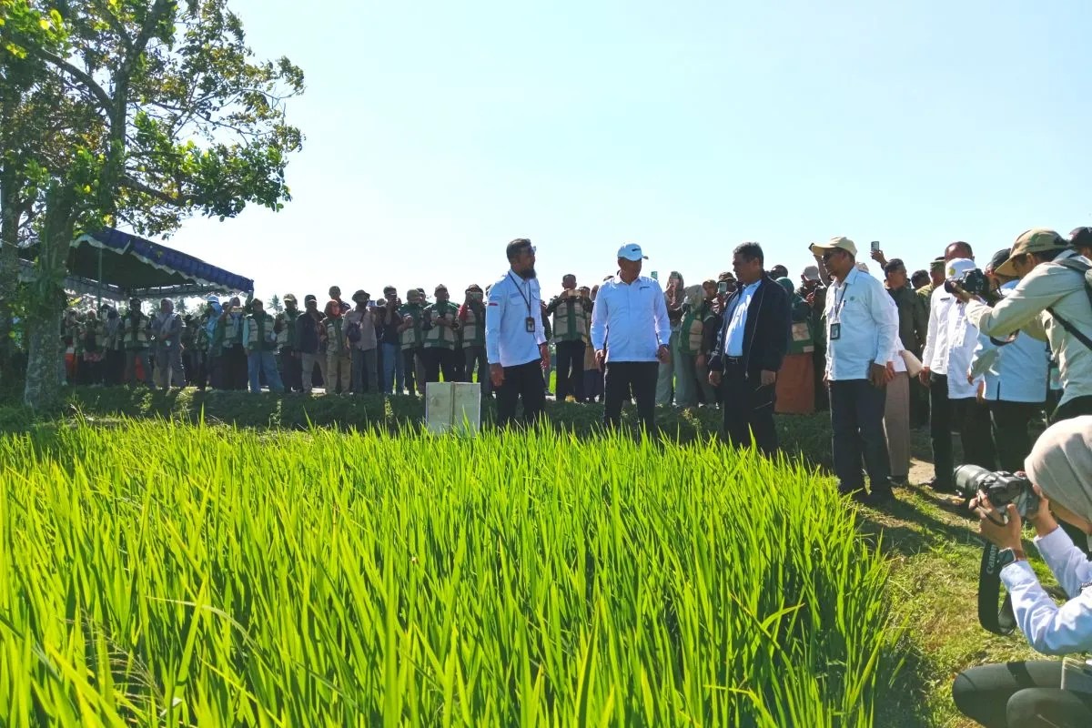 Pertanian Modern Menggeliat, 75 Hektare Jadi Percontohan di Lombok Tengah