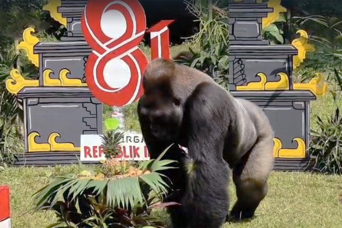 Unik! Satwa-satwa di Kebun Binatang Ragunan Ikut Lomba 17 Agustusan 