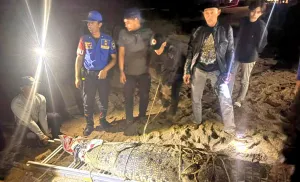 Buaya Sepanjang Tiga Meter Muncul di Pantai Wisata Pasir Putih, Pengunjung Panik ‎