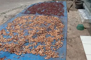 Harga Kakao Kering di Lebak Mengalami Kenaikan hingga Tembus Rp60 Ribu/Kg