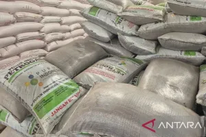 Petani di Sumedang Bersyukur Beban Produksi Turun karena Harga Pupuk Juga Turun 