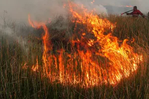 Rumah Harimau Sumatera Ikut Hangus Dilalap Kebakaran Hutan