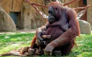 Secercah Harapan Rehabilitasi 300 Orangutan Menanti Kesiapan Pelepasliaran yang Aman