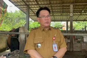 Sumsel Genjot Breeding Sapi, Dukung Target Swasembada Daging Nasional