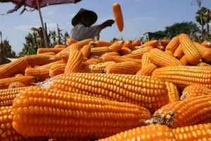 Badan Pangan Nasional Usul Tambahan 150 Ribu Ton SPHP Jagung Perkuat Peternak Mikro
