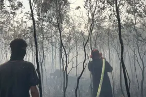 Dinas Kehutanan Kalsel Berupaya Keras Cegah Karhutla Meluas ke Hutan Lindung Liang Anggang