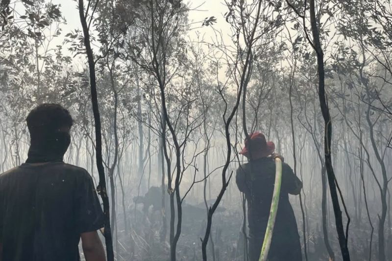 Dinas Kehutanan Kalsel Berupaya Keras Cegah Karhutla Melu...