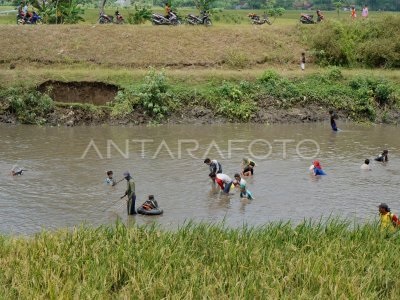 Fenomena Ikan “Mabuk” di Cisadane Viral, Dampak Perubahan Cuaca.