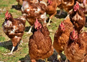 Jaring Pengaman Peternak Mikro Perlu Diperkuat