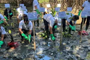 Melestarikan Lingkungan dengan Menanam 70 Ribu Mangrove di Sulsel