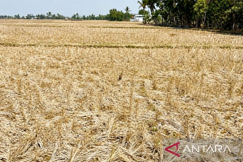 Pasokan Air Terbatas, Ribuan Hektare Sawah di Karawang Tidak Ditanami