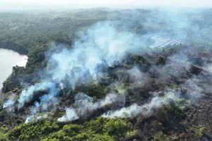Tim Gabungan Berbagai Unsur Berhasil Padamkan Kebakaran Lahan 10,65 Hektare di Penajam