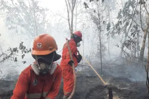 6 Gubernur Diminta Perketat Penanganan Karhutla.