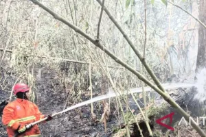 BPBD Pastikan Api Padam Total, Karhutla di OKU Selatan Berhasil Dipadamkan.