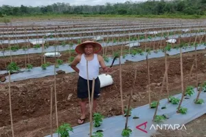 Dari Semangka Berpaling ke Cabai, Petani Tanah Bumbu Cari Harga yang Lebih Bersahabat