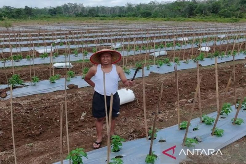 Dari Semangka Berpaling ke Cabai, Petani Tanah Bumbu Cari Harga yang Lebih Bersahabat