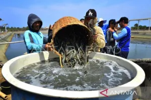 KKP: AS Kenakan Tarif 13,9 Persen untuk Udang RI, Lebih Rendah dari India dan Vietnam