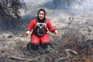 Satwa Jadi Korban Karhutla, Trenggiling Ditemukan Mati di Ketapang.