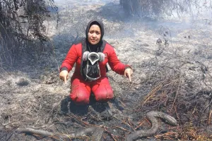 Ular dan Trenggiling Hangus, Jadi Korban Karhutla di Kalbar