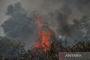 Tindak Tegas Pelaku Karhutla.