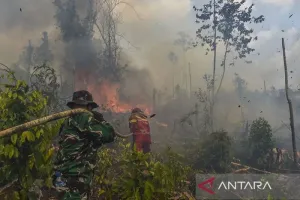 Jika Temukan Titik Api Kebakaran Hutan, Masyarakat Diminta Segera Lapor!