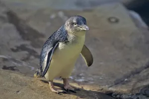 Diduga Flu Burung, 28 Pengu...