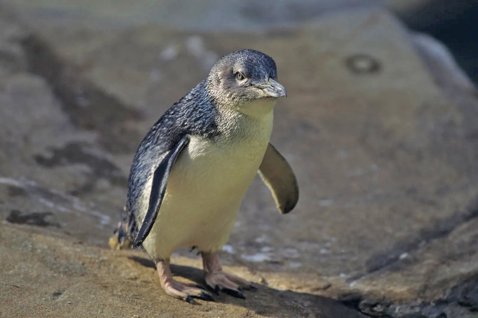 Diduga Flu Burung, 28 Penguin Mati Misterius di Pantai Au...