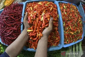 Harga Cabai Rawit Rp70.450/Kg, Telur Ayam Rp29.350/Kg