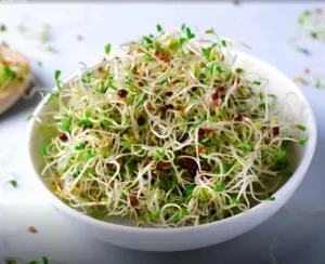 Puluhan Warga AS Keracunan Kecambah Alfalfa, Terinfeksi Salmonella dan E.Coli 