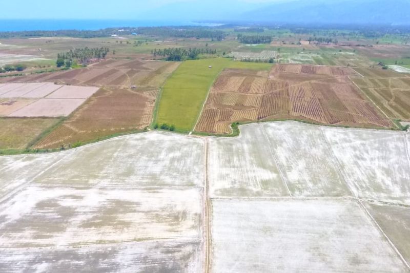 Kemarau Panjang Bikin Petani Cemas, 1.400 Hektare Lahan Parigi Moutong Terdampak Kekeringan