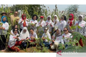 Kongres Wanita Indonesia (Kowani) Panen Perdana Sorgum di Bogor