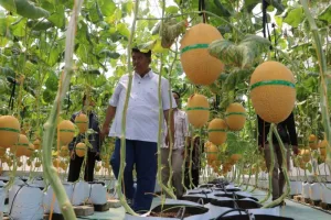 Melon dari Bulak Peni, Manisnya Panen untuk Kemandirian Pangan Kulon Progo