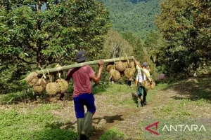Sangat Menginspirasi! Ading Suhana Punya Cara Unik Selamatkan Hutan: Ajak Warga Tanam dan Budidaya Durian