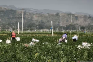 Bukan Lagi Sekadar Cangkul, Teknologi Bantu Petani Bantul Kelola 200 Hektare Lahan Bawang Merah