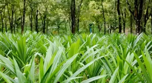 Daun Pandan Tak Sekadar Aroma Khas, Ada Ikatan antara Hainan dan Indonesia yang Terjalin Semakin Erat