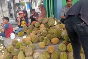 Durian Melimpah di Lebak, Pedagang Raup Omzet hingga Rp50 Juta Sehari