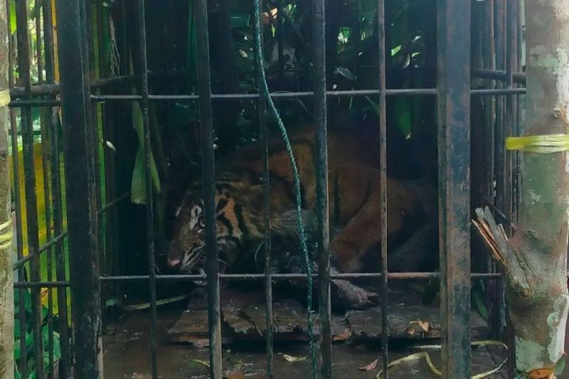 Mau Selamatkan Harimau? Rantai Makanan Harus Dijaga.