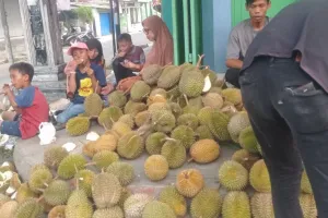 Panen Durian dan Manggis di Lebak Serap Ribuan Tenaga Kerja 