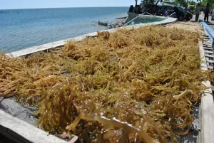 Rumput Laut & Agar-agar RI Masuk AS Bebas Tarif Tambahan 10%
