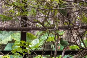 Mengkhawatirkan! Burung Ekek Keling Sunda Terancam Punah, Populasinya Kian Menurun