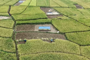 Surplus Beras Harus Diikuti Pemerataan Distribusi