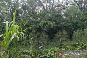 Bukan Kopi Biasa! Kepahiang Dorong 7 Varietas Kantongi Lisensi Nasional