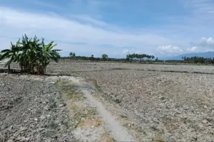 Krisis Air Mengintai! Puluhan Hektare Sawah di Sigi Terdampak Kekeringan