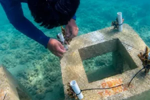 Aksi Nyata Pulihkan Laut Jakarta, Ribuan Bibit Karang Ditanam di Kepulauan Seribu 