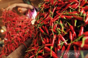 Harga Cabai Rawit Rp64.100 Per Kg, Telur Ayam Rp28.800 Per Kg