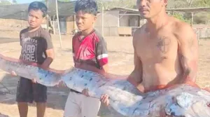 Ikan Oarfish Terdampar di Pantai Pink Lombok, Diduga akibat Perubahan Iklim dan Gempa NTT